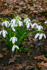 Galanthus, Beautiful spring flowers in the wild. Snowdrops in nature