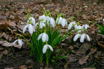 Galanthus, Beautiful spring flowers in the wild. Snowdrops in nature