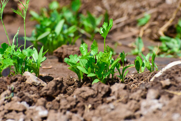 Green and fresh cilantro (coriander) growing in vegetable garden,  Organic coriander leaves