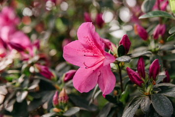 Blooming hybrid Azalia Rhododendron hybridum selection in greenhouse. flower background. Soft focus. Macro view - obrazy, fototapety, plakaty