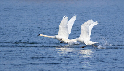 Mute swan, Cygnus olor. Swans take off from the surface of the river