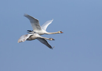 Obraz premium Mute swan, Cygnus olor. Two swans in flight against the sky