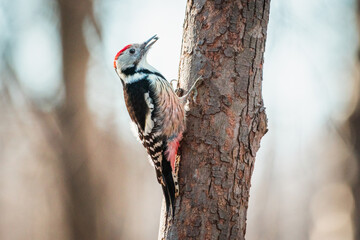 Middle spotted woodpecker with food in a beak