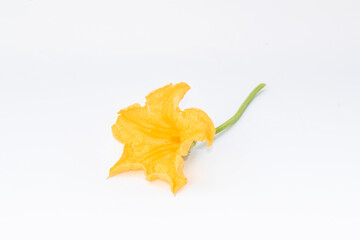 Naklejka premium Yellow flower. pumpkin flower isolated on white background