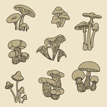 Set with mushrooms. Forest plants. Mushrooms linear sketch. Retro style. Isolated image, vector. Fly agaric, porcini mushroom, boletus, grebe, mushrooms.