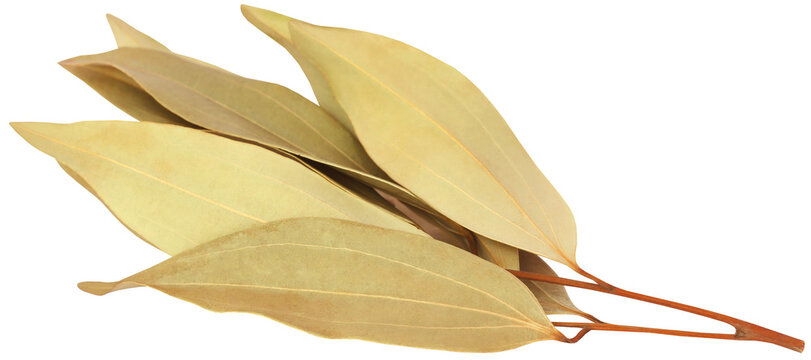 Cassia leaves