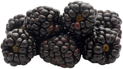Newly harvested fresh blackberries