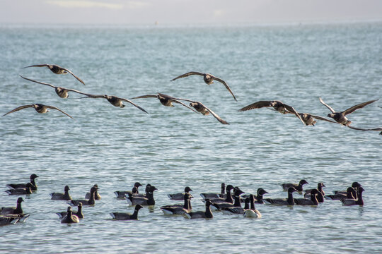 brent geese flying over  brant geese in the sea