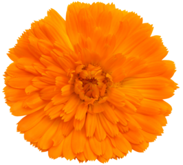 Closeup of calendula
