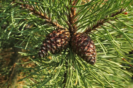 Cone of mountain pine tree Pinus Mugo with buds, long branch and coniferous. Mughus pumilio cultivar dwarf in rock park. Composition for holiday christmas card. Nature botanical concept. Close-up