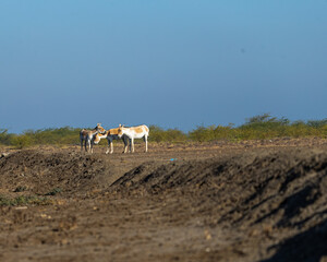 A group of wild ass in discussion