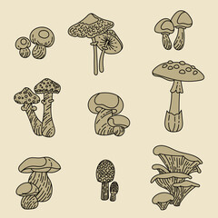 Set with mushrooms. Forest plants. Mushrooms linear sketch. Retro style. Isolated image, vector. Fly agaric, porcini mushroom, boletus, grebe, mushrooms.