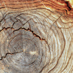 texture cut of old wood transverse