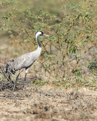 Obraz na płótnie Canvas A Common Crane walking