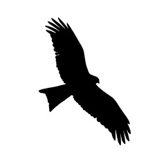 Eagle in flight silhouette illustration, Eagle illustration, eagle flying in the sky.