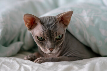 Sphinx cat just woke up