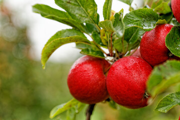 Les vergers de Beaudignies..Producteurs de fruits à pépins et à noyaux en agriculture biologique...