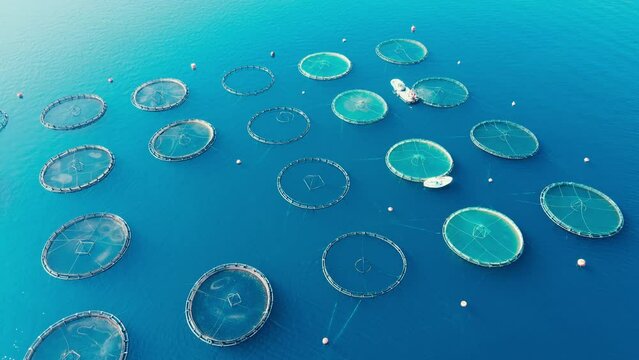 Aerial drone top view of sea fish farm cages and fishing nets, farming dorado, sea bream and sea bass