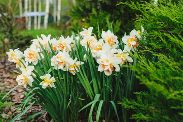 group of white terry daffodils blooming in early spring