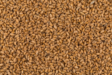 whole background of wheat grain