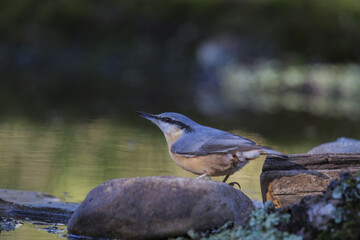 Trepador azul (Sitta europea), ave paseriforme de tamaño medio y que tiene la parte superior del cuerpo azulada y la inferior anaranjada.