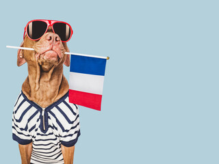 Charming, lovable brown puppy, sunglasses and France flag. Travel preparation and planning. Closeup, indoors. Studio shot, isolated background. Vacation, travel and tourism concept. Pet care