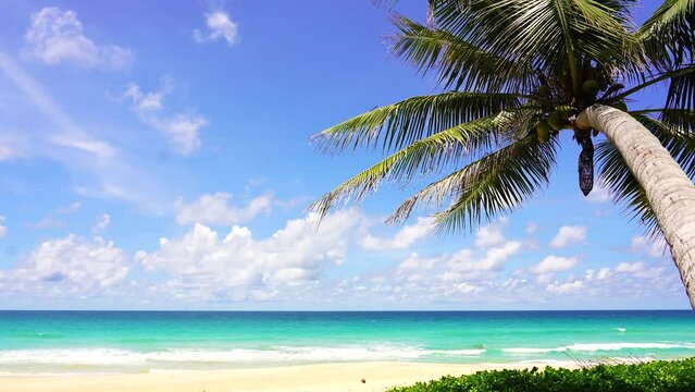 Coconut tree leaf shadows sandy clouds good summer. White sand beach nature tropical palms island. Palm seaside resort. Beach sea blue sky sun. Tropical Palm tree island summer paradise.