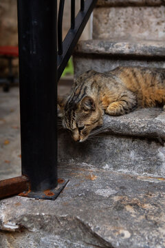 Very beautiful cat on the colorful steps in the city of Istanbul, homeless cats, homeless animals in urban cities, street stairs.