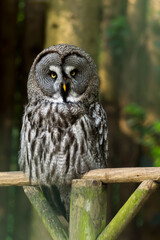 Close-up of a friendly looking great grey owl