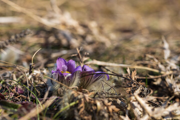 Pasque flowers on spring field. Photo Pulsatilla grandis with nice bokeh.