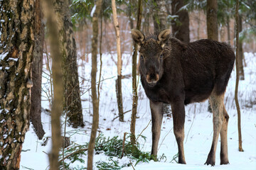 portrait of cute elk calf eating spruce branches from the ground in the snow forest in the winter