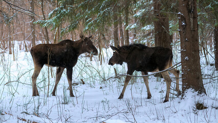 Portrait of elk calf and its mother standing opposite each other among the trees and having rest in winter forest in Elk Island National Park