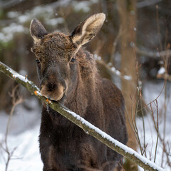 portrait of cute elk calf eating an bark from a tree branch in the snow forest in the winter