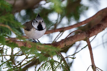 Une mésange huppée sur une branche de sapin.