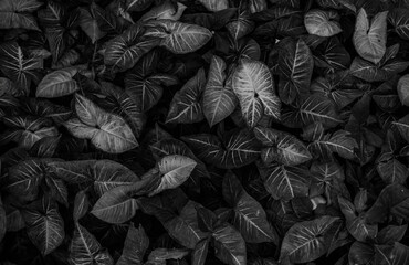 Tropical leaves black background Luxury . bush for decorative .closeup nature view Black and white of green leaf and palms background. Flat lay, dark nature concept, tropical leaf