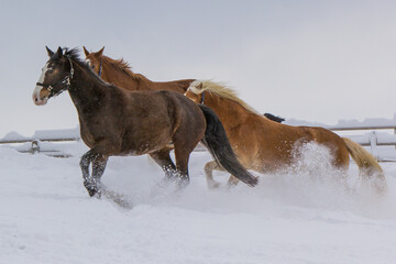 Haflinger Pferde toben auf einer verschneiten Weide