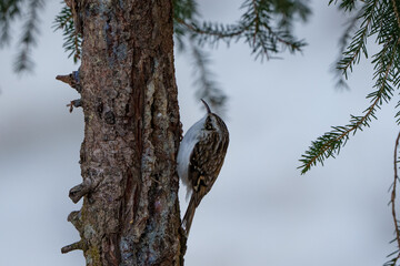 Un grimpereau des bois cherchant sa nourriture sur le tronc d'un sapin dans un paysage enneigé. 