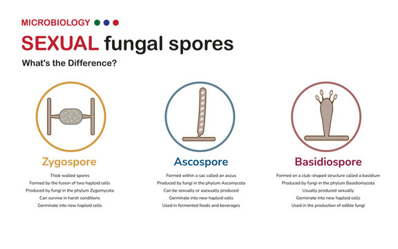 Microbiology diagram explain differences of zygospores, ascospores, and basidiospores that are produced by fungi in term of structure, reproduction, and ecological roles.
