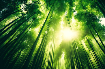 A forest of Asian bamboos radiates under the sun's rays, offering a beautiful light and a magnificent setting for graphic or emotional uses. Generative AI