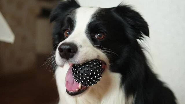 Pet activity. Funny puppy dog border collie holding toy ball in mouth at home indoors. Purebred pet dog wants to playing with owner. Love for pets friendship companion concept