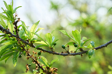 Close up plum tree and small plums in spring