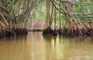 Banyan Tree and Mangrove forest in Sang Nae Canal Phang Nga, Thailand