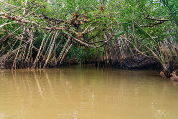 Banyan Tree and Mangrove forest in Sang Nae Canal Phang Nga, Thailand