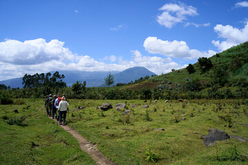 A tour group hiking in Volcanoes National Park, Rwanda