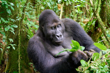 Adult silverback lowland gorilla sitting in the jungle, Kahuzi-Biega National Park, DR Congo