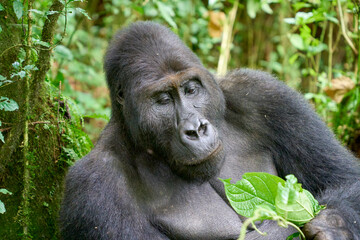 Adult silverback lowland gorilla sitting in the jungle, Kahuzi-Biega National Park, DR Congo