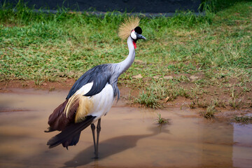 A grey crowned crane in the wild standing in a puddle in rural Uganda