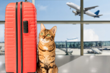 Domestic cat with a suitcase at the airport on the background of the plane.