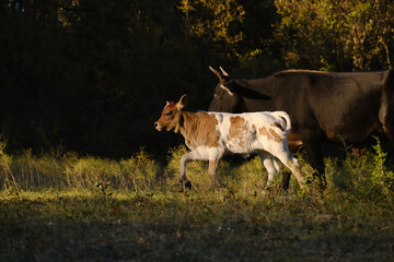 Naklejka na ściany i meble Spotted calf with cow in Texas rural field, mom and daughter dynamic in animals.