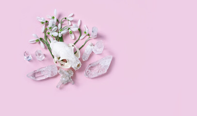 Quartz gemstones, animal skull, snowdrop flowers on abstract pink background. minerals for esoteric...